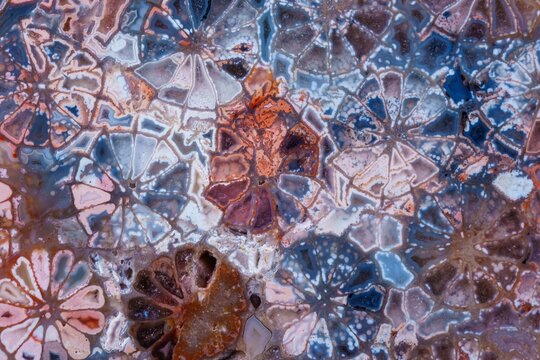 coral skeleton fossil crystal jade agate texture detail