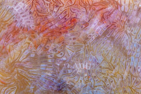 coral skeleton fossil crystal jade agate texture detail