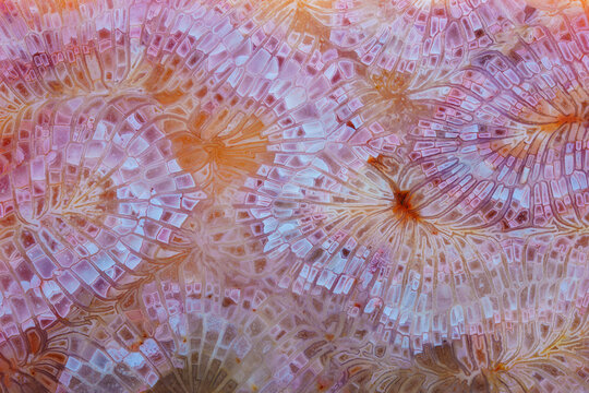 coral skeleton fossil crystal jade agate texture detail