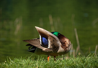The mallard