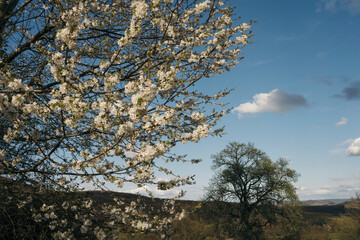Tree branch with flowers on spring meadow