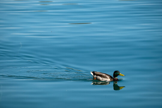 The mallard