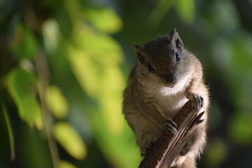 squirrel in the forest
