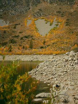 Autumn Trees in the Shape of a Heart