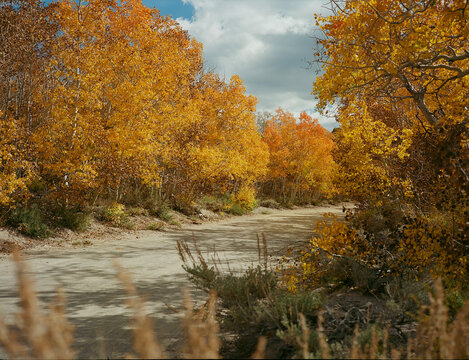 Fall Colors Alongside a Meandering Road