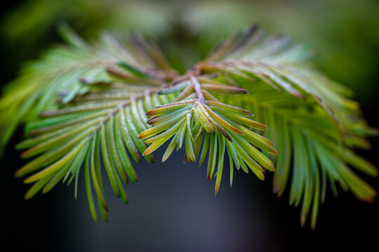 Evergreen leaves - Powered by Adobe