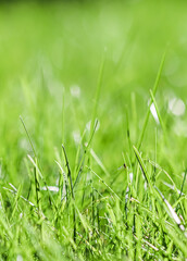 Texture, background, pattern of green grass with an insect. Bokeh with light reflection