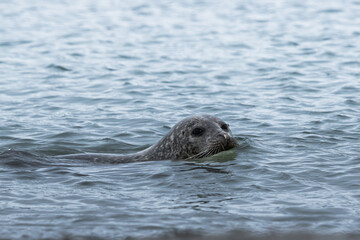 seal swims in the North sea