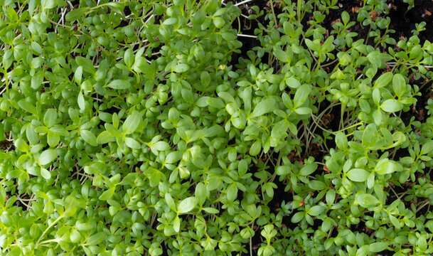 Seedling