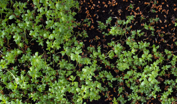 Seedling