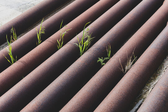 Blades of grass growing among old industrial pipes
