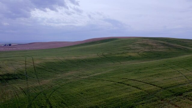 Clip from drone flying over wheat field in Palouse region of Washington 4K 60FPS