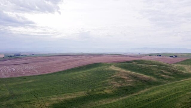 A drone flies over a wheat field in the Palouse region of Eastern Washington 4K 60FPS