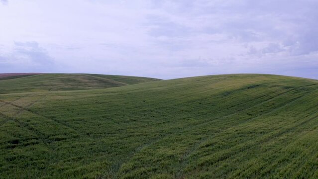 Drone flying over wheat field in Palouse region of Eastern Washington 4K 60FPS