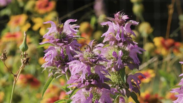 Horse mint wildflowers with a honey bee collecting pollen, Texas Hill Country, Slow Motion