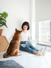 Adorable Shiba Inu smart dog pet waiting Asian freelance girl sitting and working on laptop productive lifestyle in living room indoor