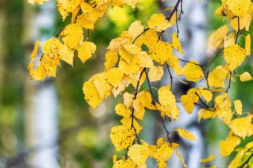 Branch of a Deciduous Tree with Yellowed Leaves