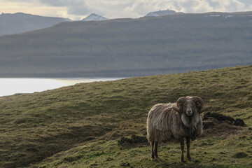 Livestock flock of sheep on Faroe Islands, wool production main export economy