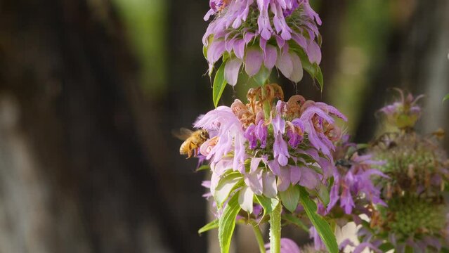 A honey bee collects pollen from purple horse mint wildflowers in slow motion