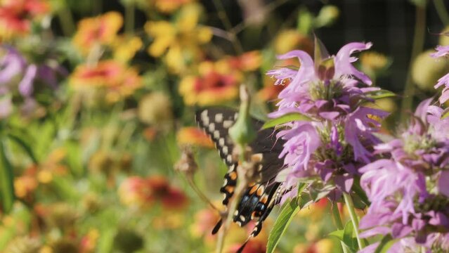 A Black Swallowtail Butterfly on Purple Horse Mint Wildflowers with Indian Blankets in background in Texas Hill Country