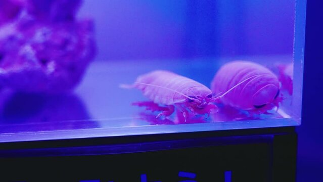 Deep Sea Giant Japanese Isopods