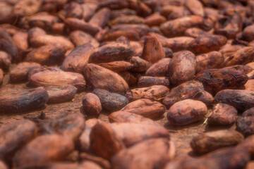 Cocoa beans and cocoa fruits.