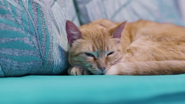 Cat sleeping on a sofa with blue cushions. Ginger Cat.