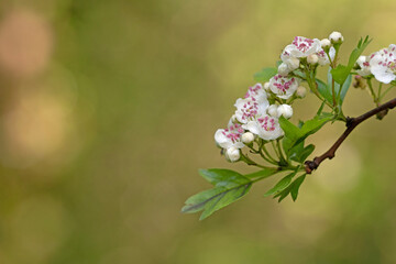 Hawthorn flowers close up image