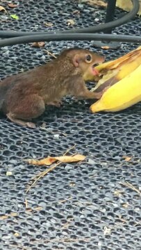 Chipmunk is a small mammal. eating bananas under the table