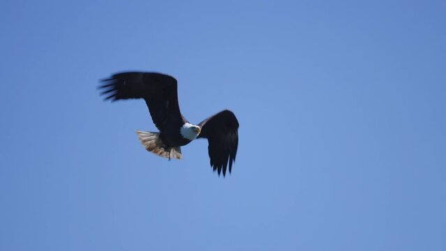 An Eagle flying in British Columbia Canada over the ocean looking for fish