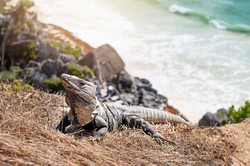 Iguana in the jungle. Mexico.