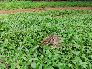 Bunny in the garden.