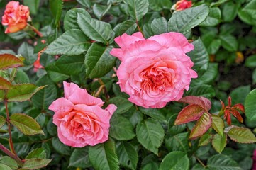 Pink augusta luise rose on green leaves background