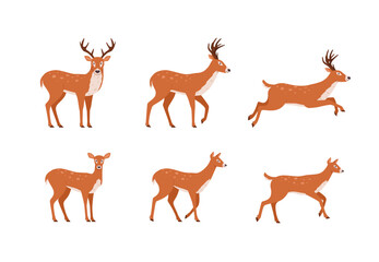 Set of northern deer animal in different poses flat vector illustration isolated.