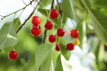 Branch of red cherry ripens in the sun in the garden. 
