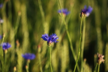 Blue cornflower flowers in a field on a warm summer day.