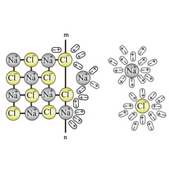 2D illustration of the dissolution scheme of sodium chloride in water