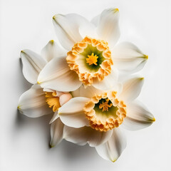 Fototapeta na wymiar Bouquet of daffodil narcissus flower plant with leaves isolated on white background. 3D rendering. Flat lay, top view. macro closeup 