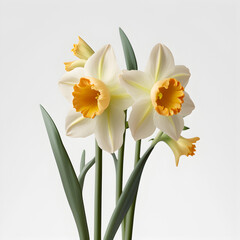 Bouquet of daffodil narcissus flower plant with leaves isolated on white background. 3D rendering. Flat lay, top view. macro closeup	
