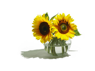 sunflower in a glass vase
