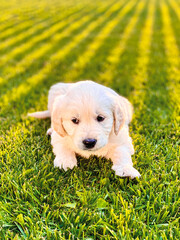 Cute golden retriever puppy playing in the grass.
