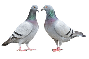 two blue bar homing pigeon isolate on white background - 612690456