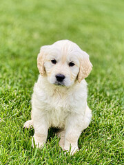 Cute golden retriever puppy playing in the grass.
