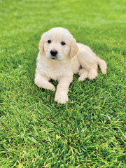 Cute golden retriever puppy playing in the grass.