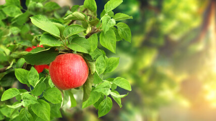 Horizontal banner with apple tree on sunny background. Ripe red apples hanging from a tree branch in an apple orchard. Apple hanging from a tree branch in organic farm. Copy space for text