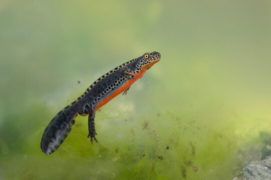 Underwater, Alpine newt male in the breeding season (Ichthyosaura alpestris)