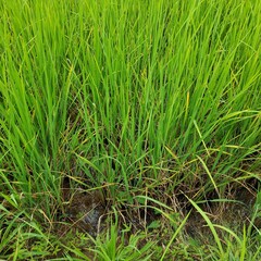 green grass background
