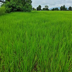 rice field