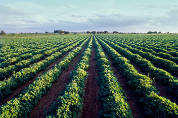 Rows of groundnut crops in field in Gujarat, India