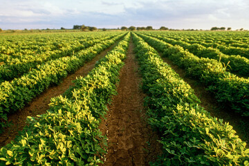 Fototapeta na wymiar Rows of groundnut crops in field in Gujarat, India